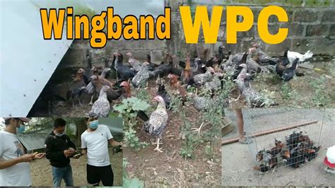 wpc wingband